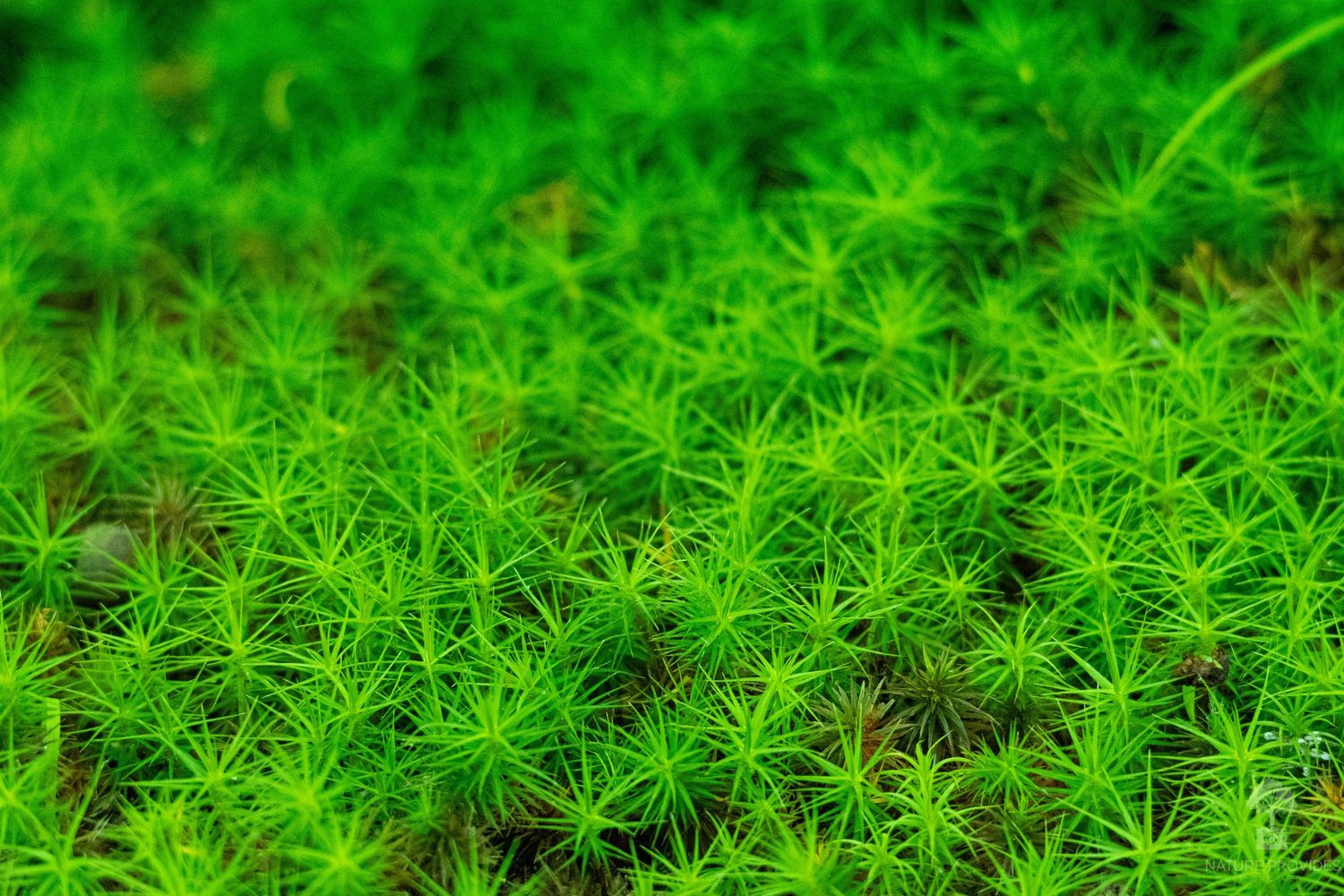 Vibrant green moss textured