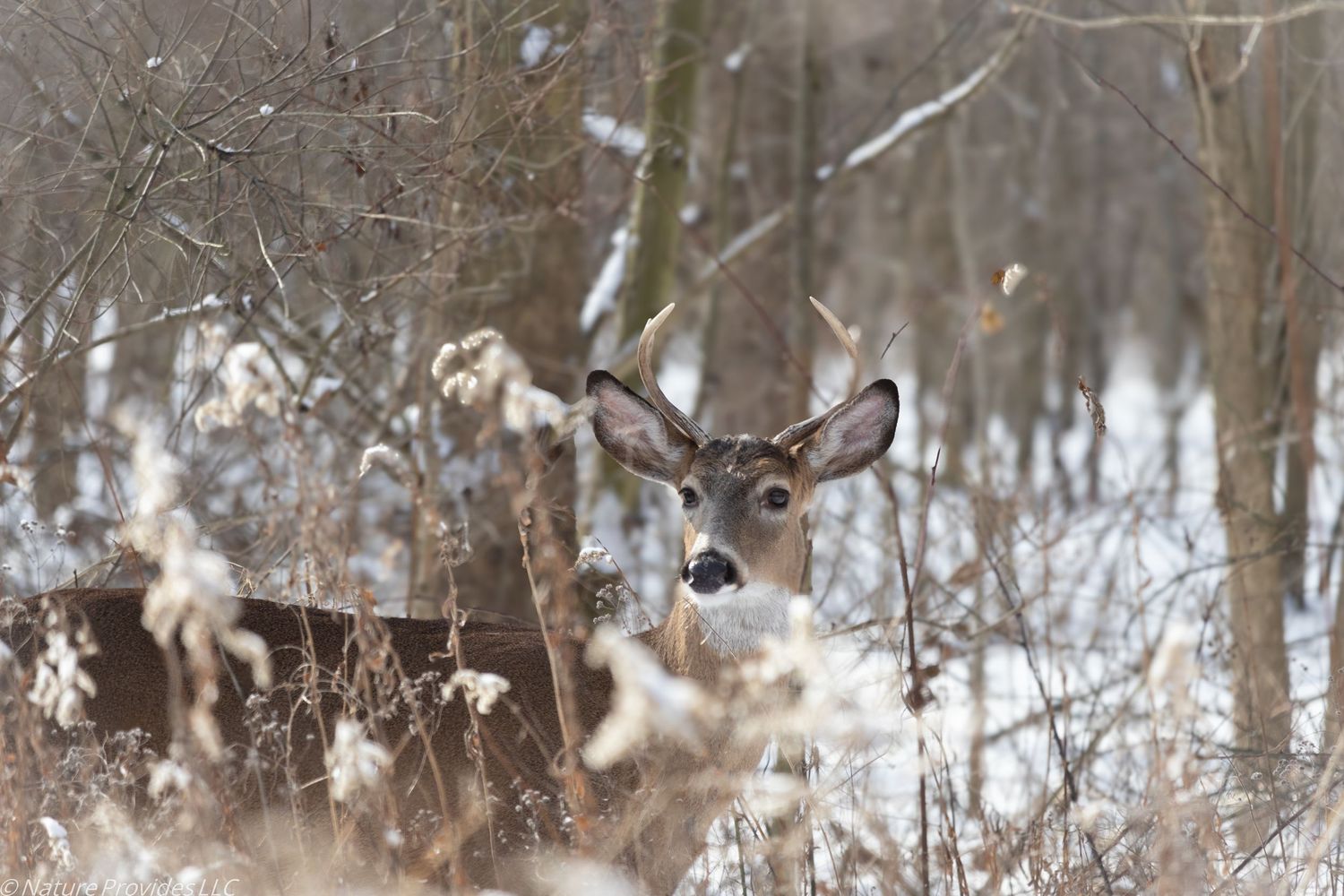 Another side view of a buck in the wintertime with snow in the background