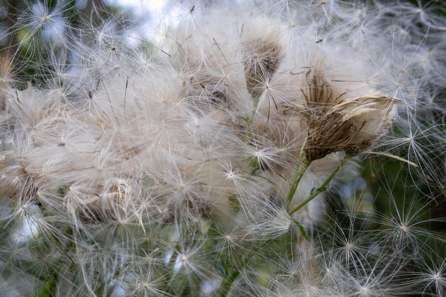 Macro fluff plant cottonwood