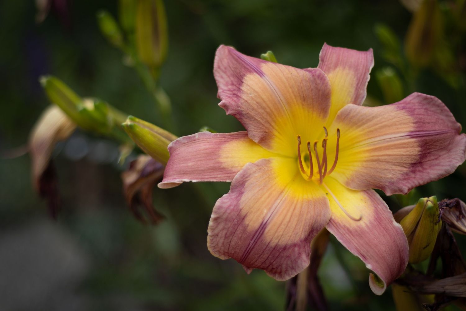 Macro shot of purple and yellow flower
