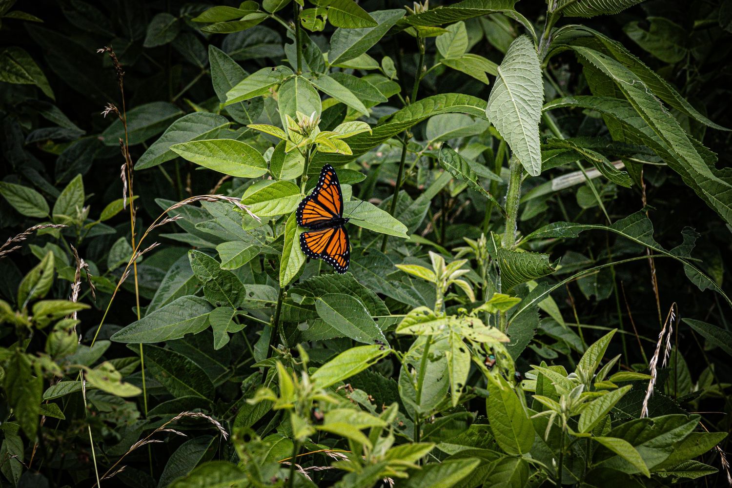 A monarch butterfly on green plants