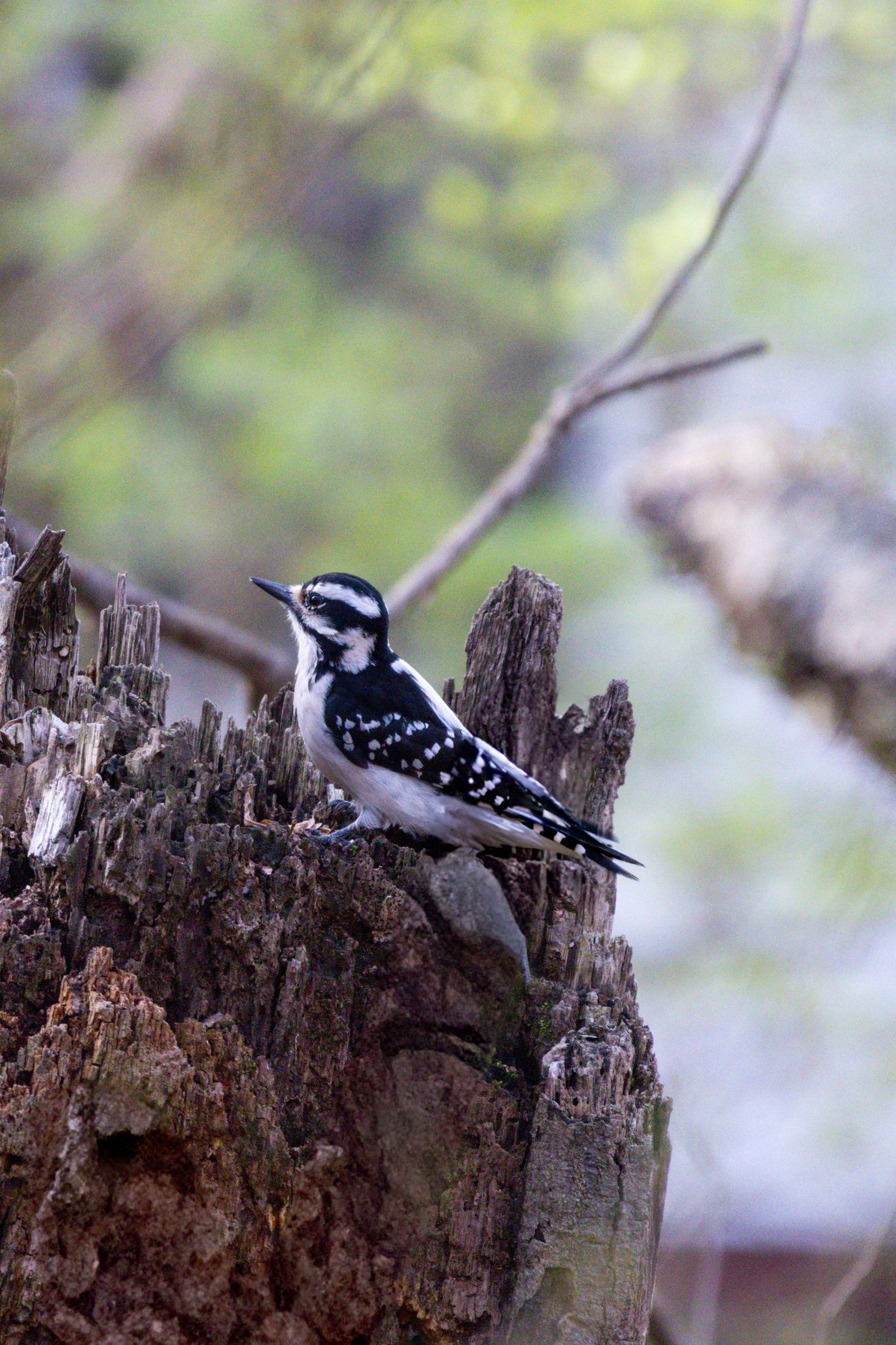 A different type of woodpecker sitting on a broken tree