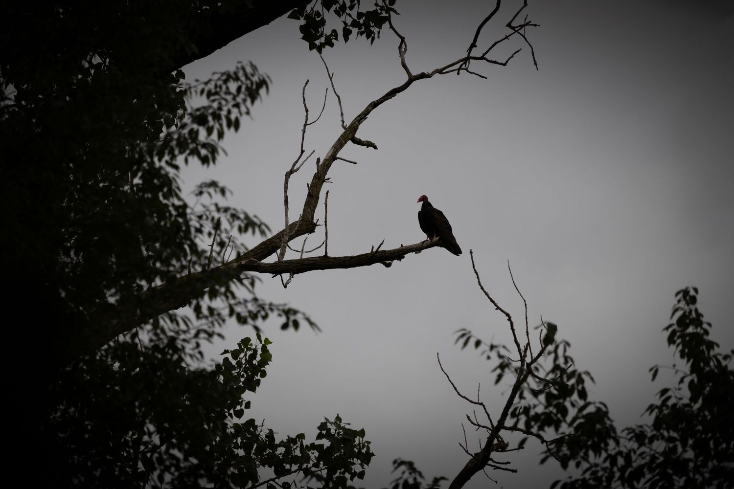 Silhouette of a Turkey Vulture with a dark background/.