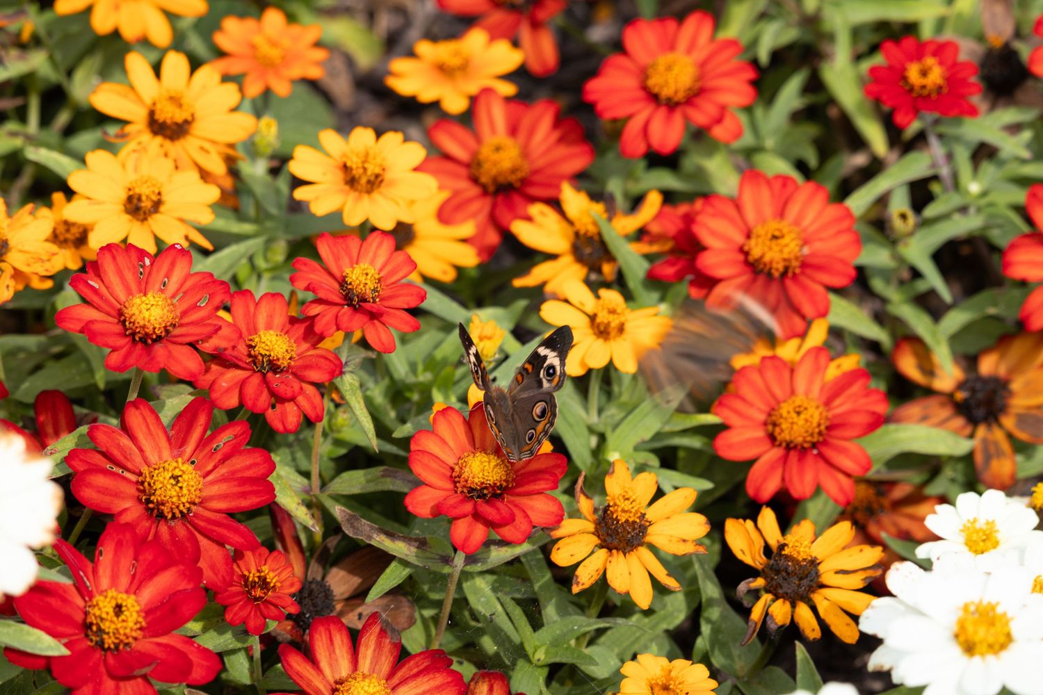 Colorful flowers with butterfly