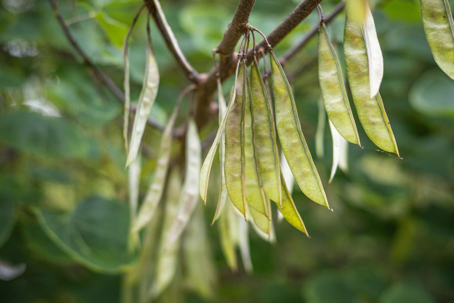 Greenbean looking plants on a tree