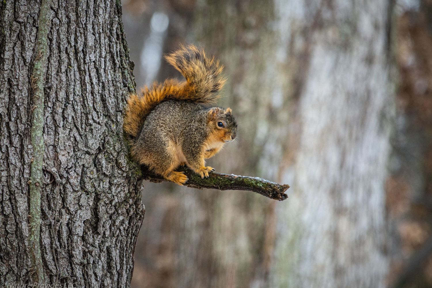 Another squirrel standing on a tree branch