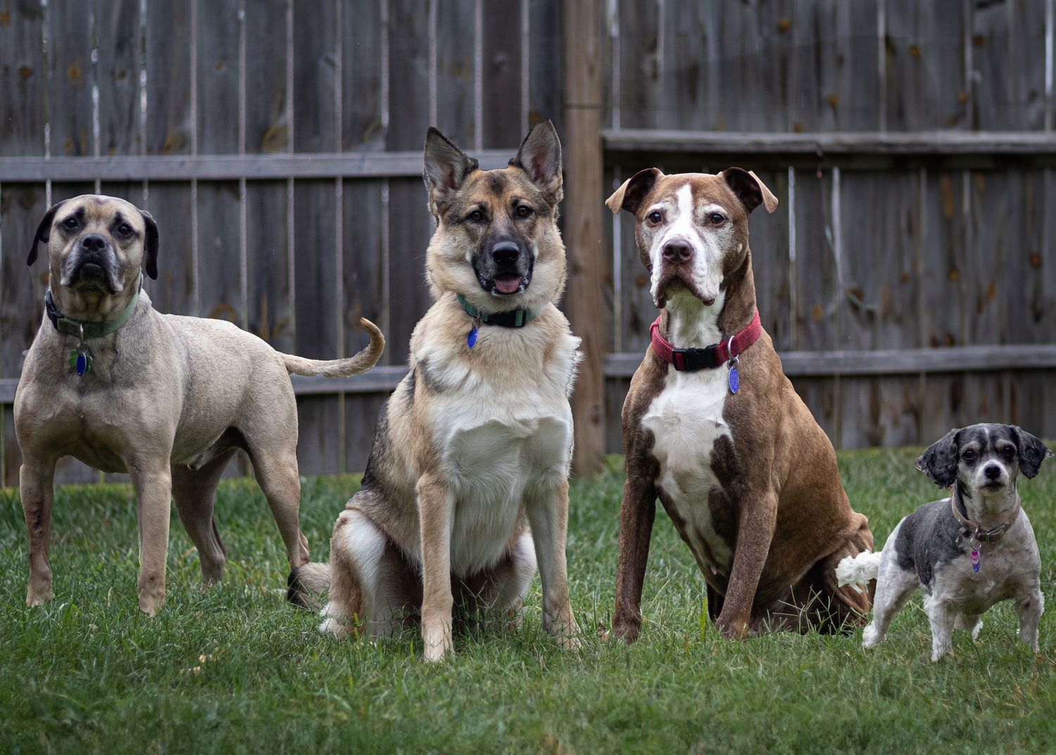 Group portrait of dogs