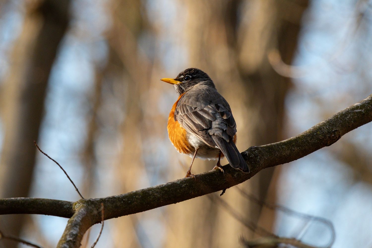 Beautiful shot of a Robin sitting on a branch