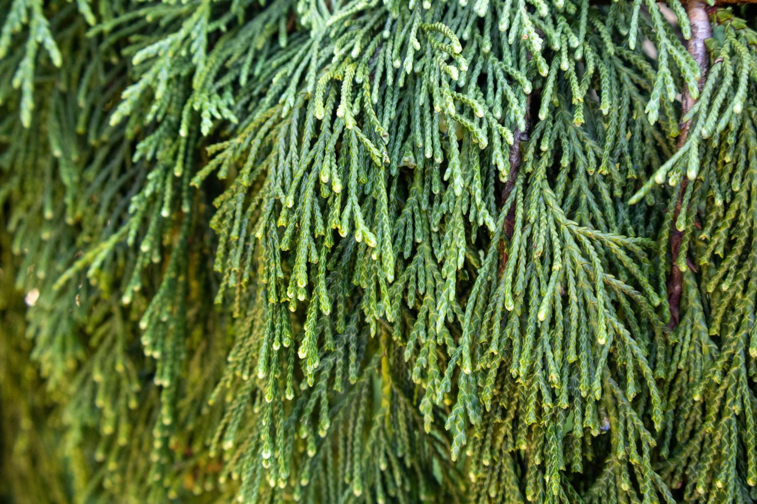 Soft pine needles flowing down. Great for a nature wallpaper