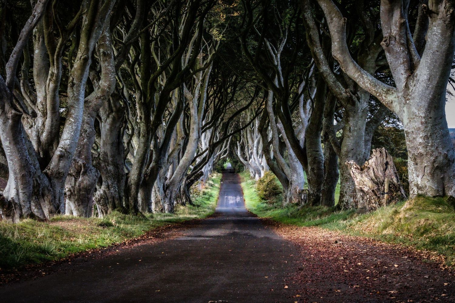 Dark Hedges