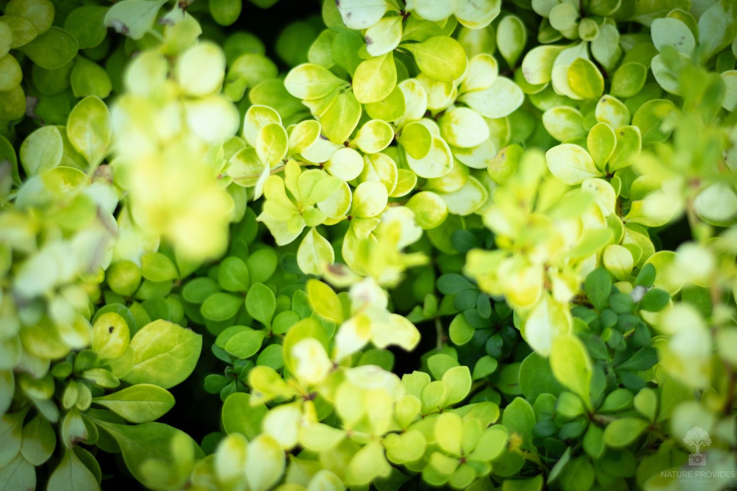 Light green plant texture