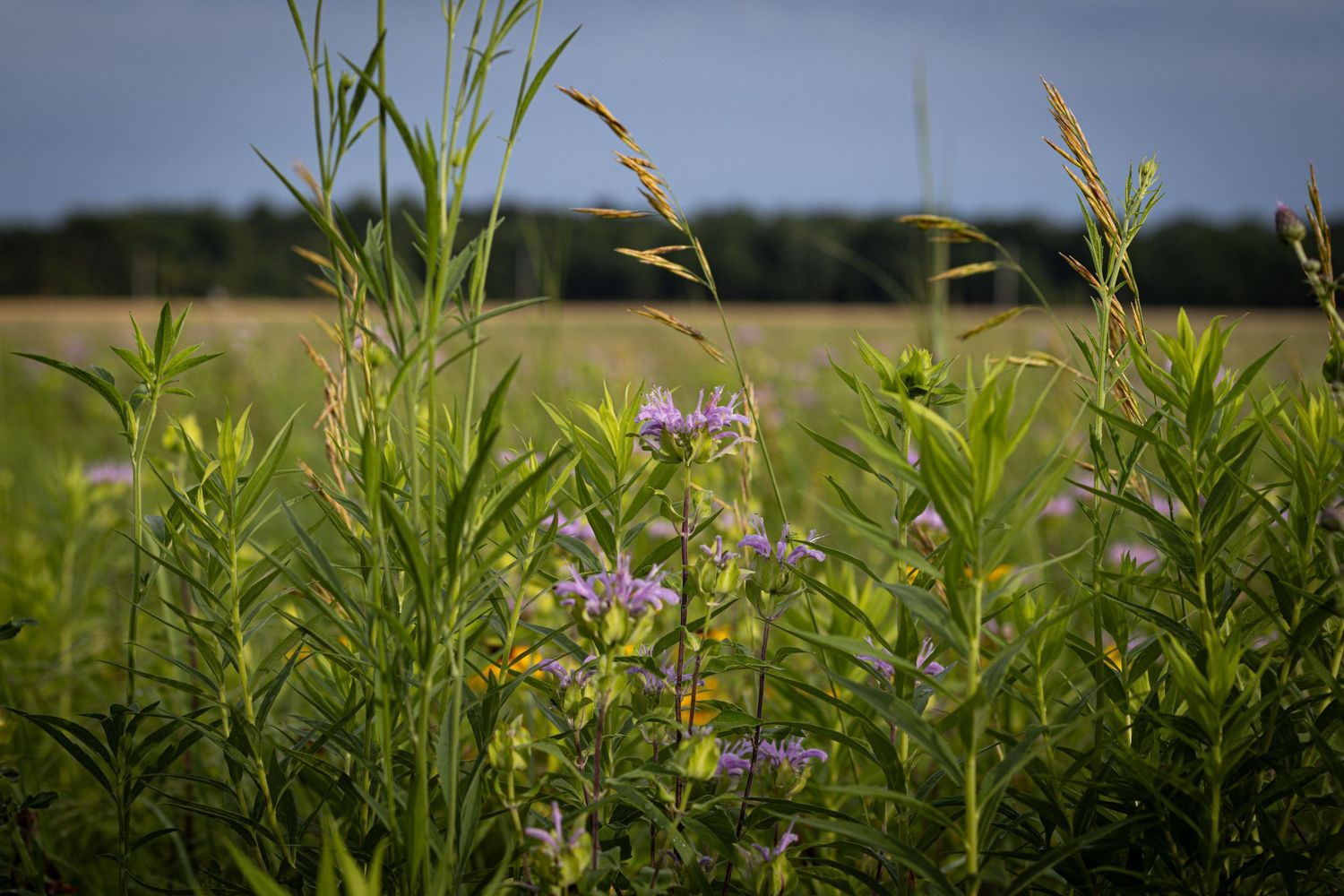Late Summer green field with wildflowers