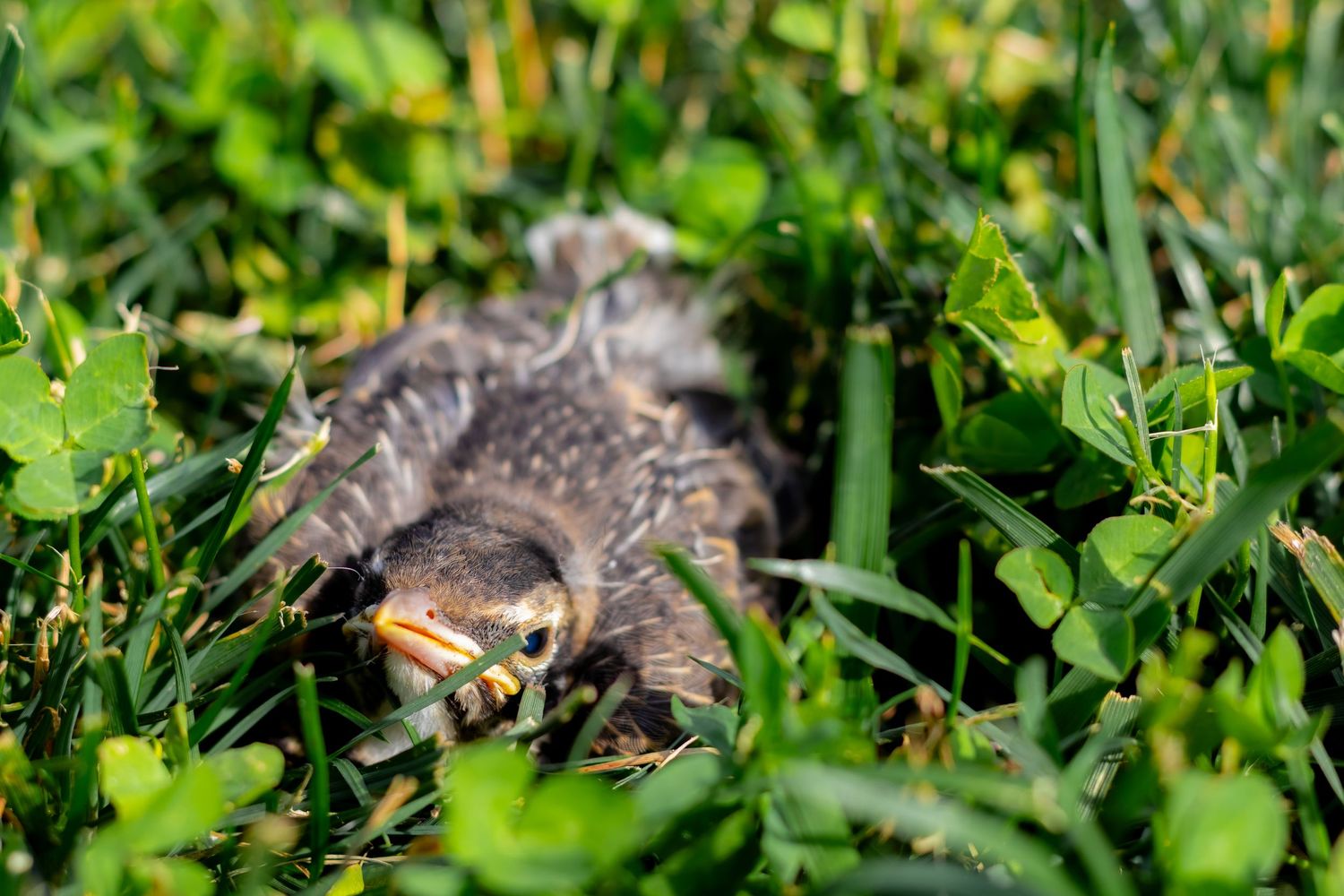 A baby bird sitting in the grass