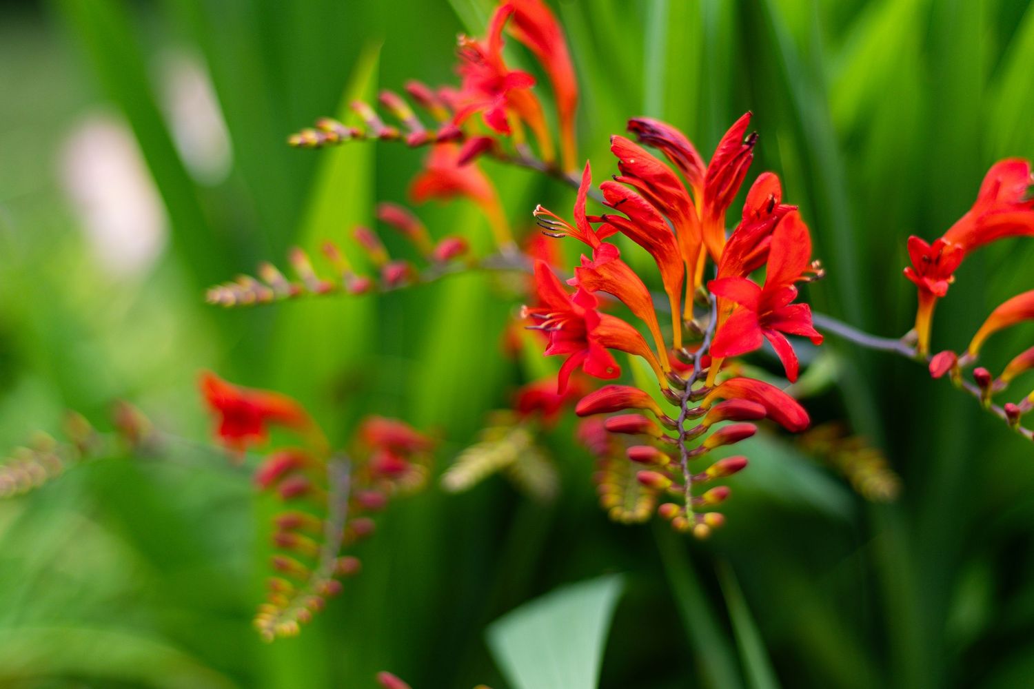 Closeup shot of vibrant red flowers