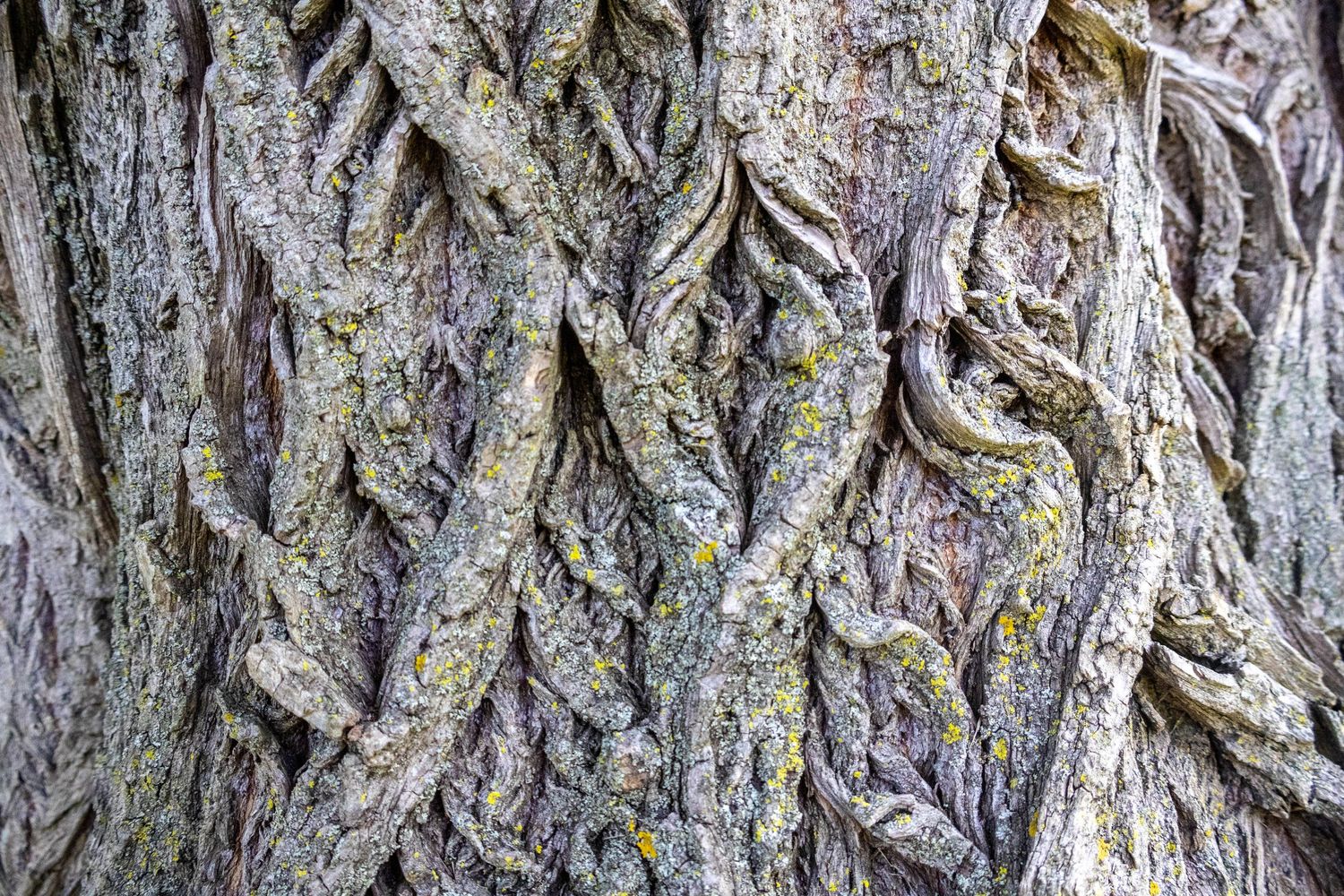 Rough bark on tree