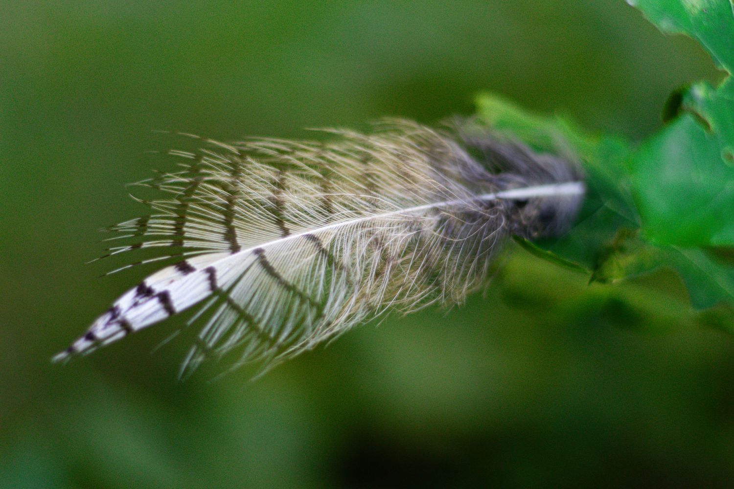 Macro shot of a feather