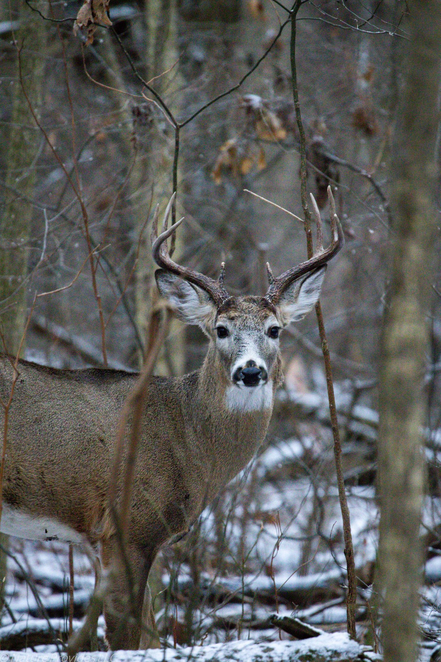 Buck in the snow