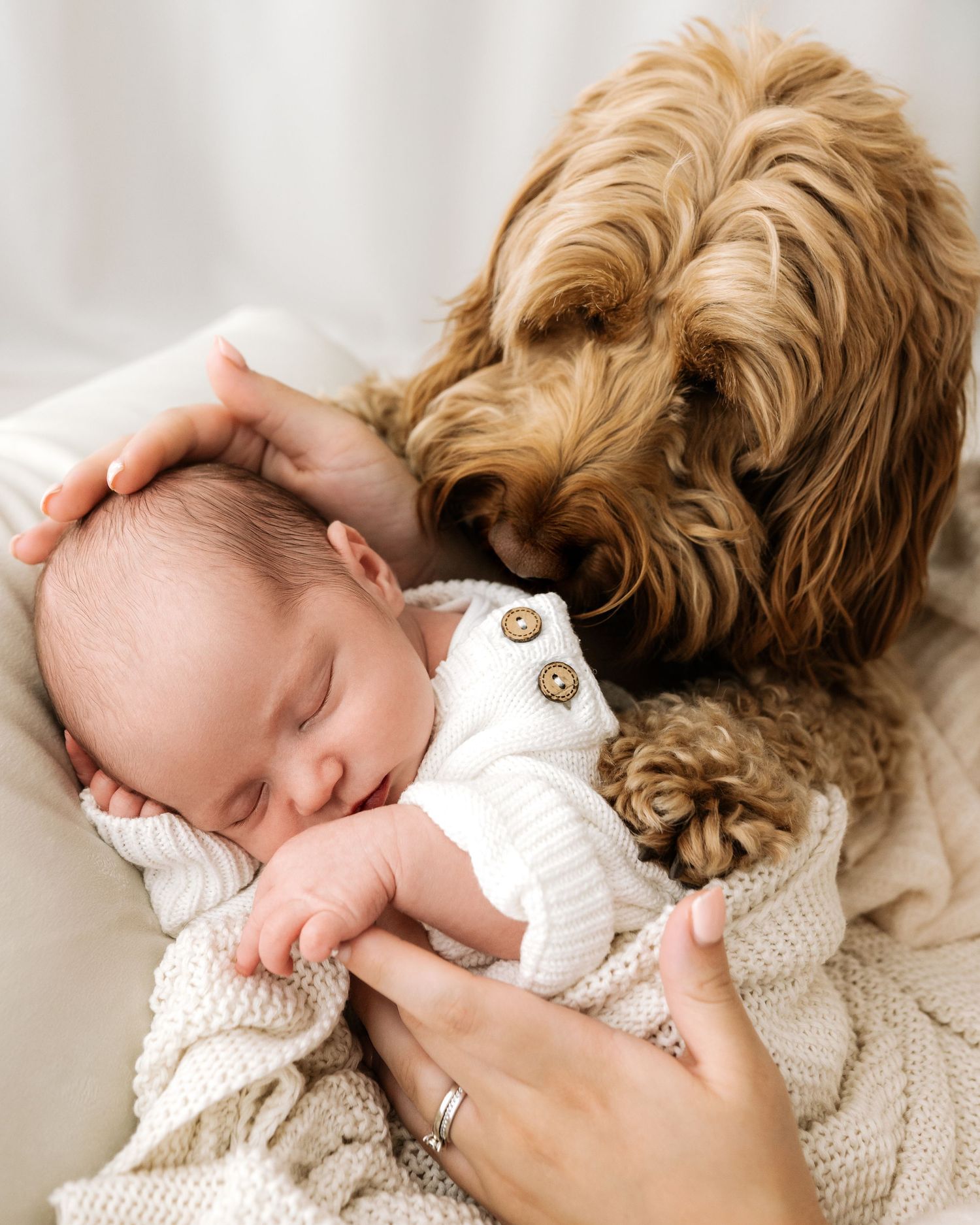 Newborn baby sleeping in a soft, neutral studio setting in Ayrshire -her mother's hands gently around her, the family dog looking on proudly