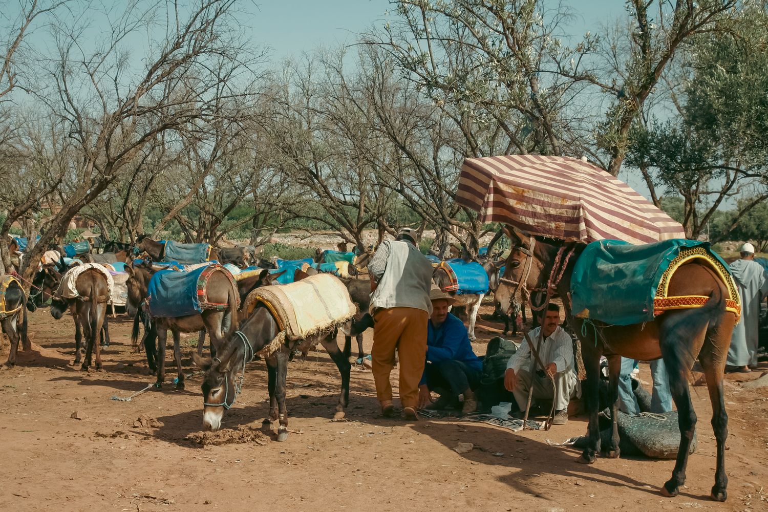 Moroccan campsite with covered wagons, horses and tents set up among sparse trees.