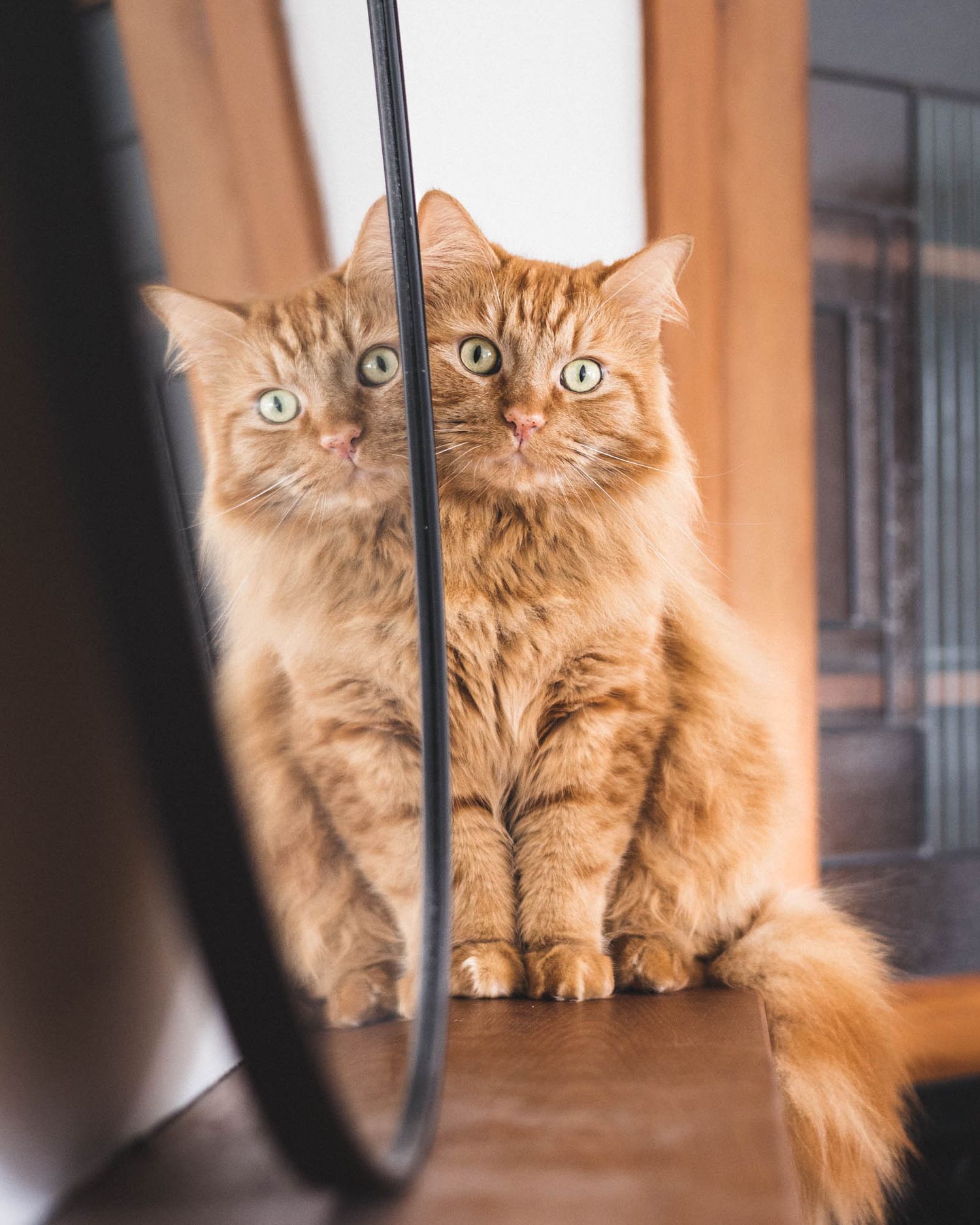 Ginger cat looking through window with soft natural lighting.