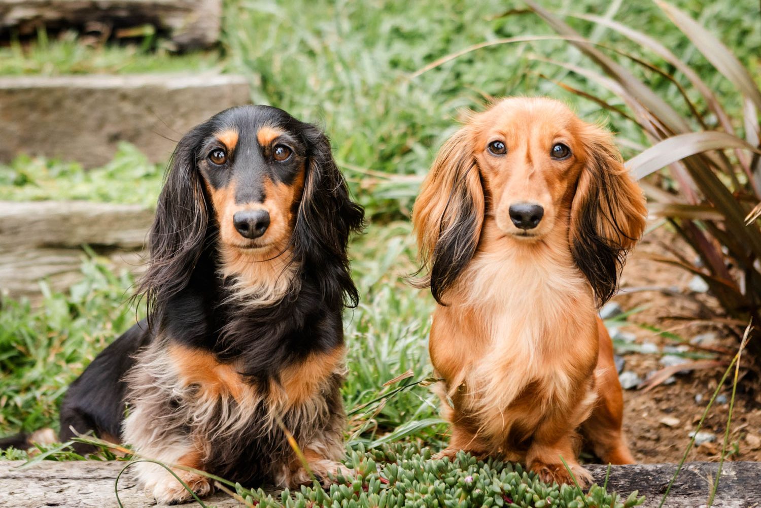 Dachshunds relaxing together in garden setting.