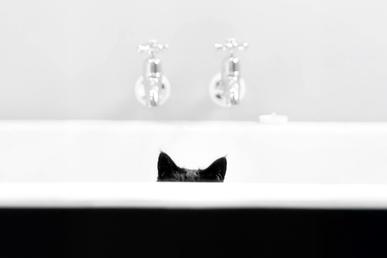 Close-up portrait of a cat ears appearing above the side of a bathtub.