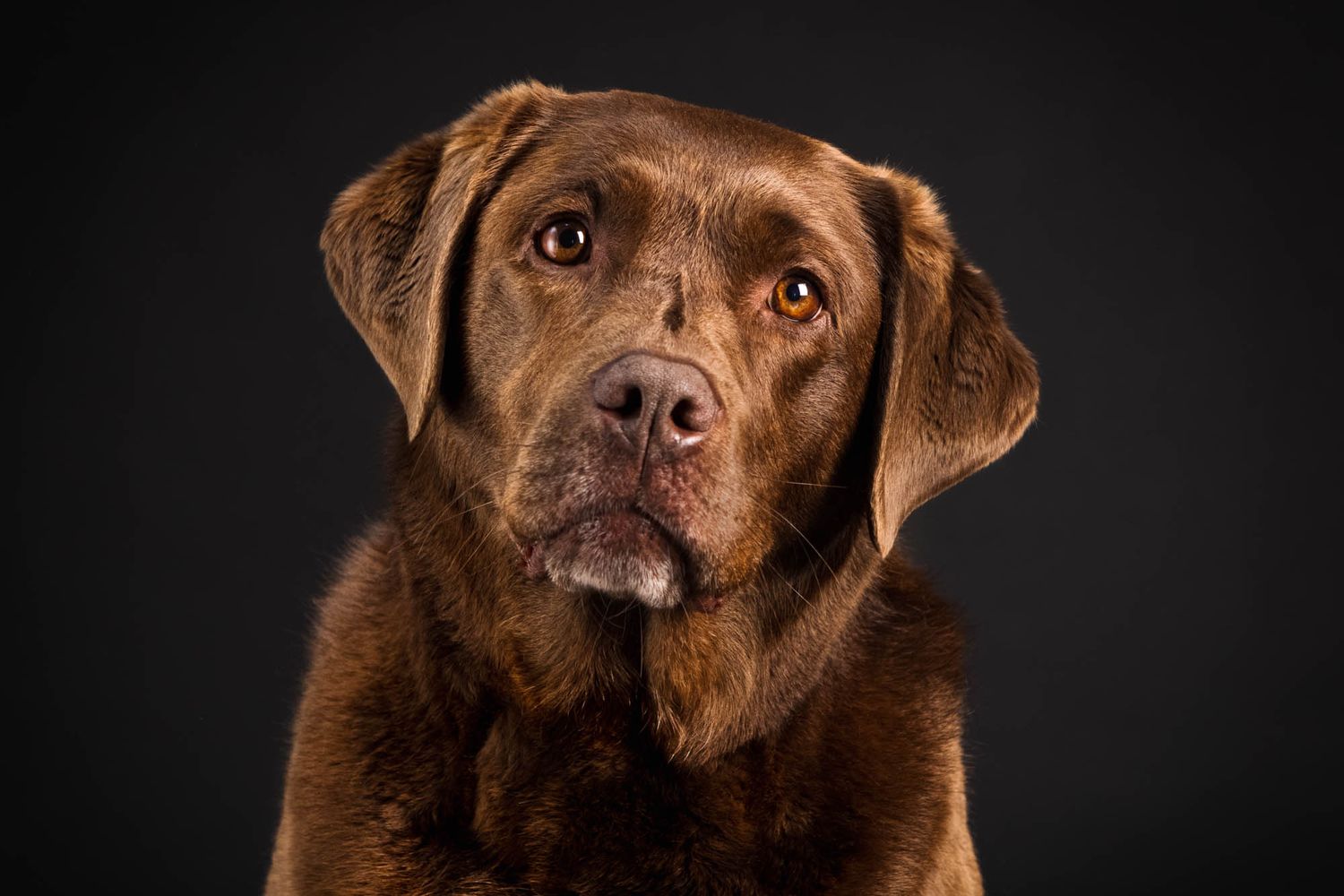 Chocolate Labrador poses for portrait against dark background with soulful expression.