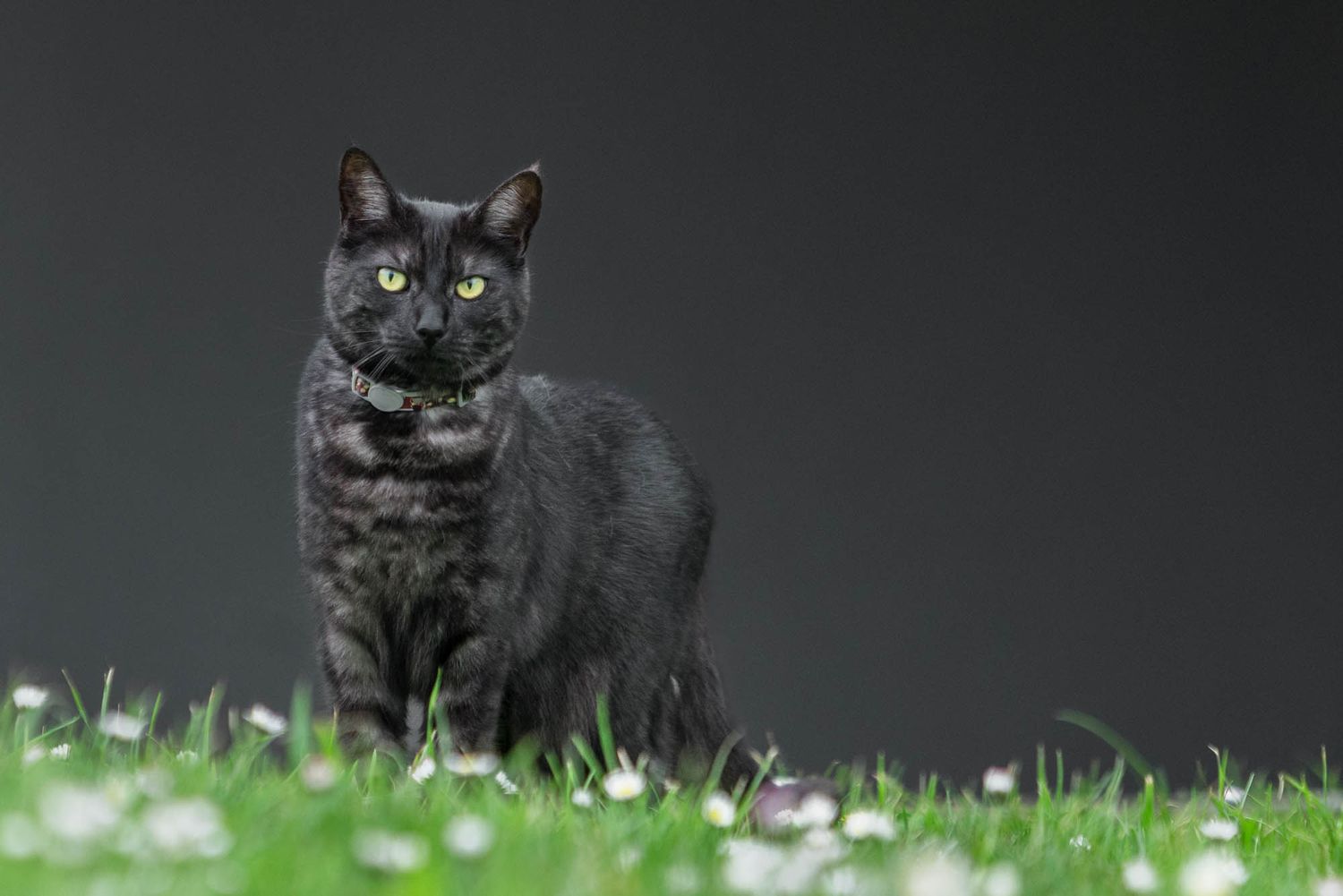 Black cat sitting in grass against dark background with dramatic lighting.