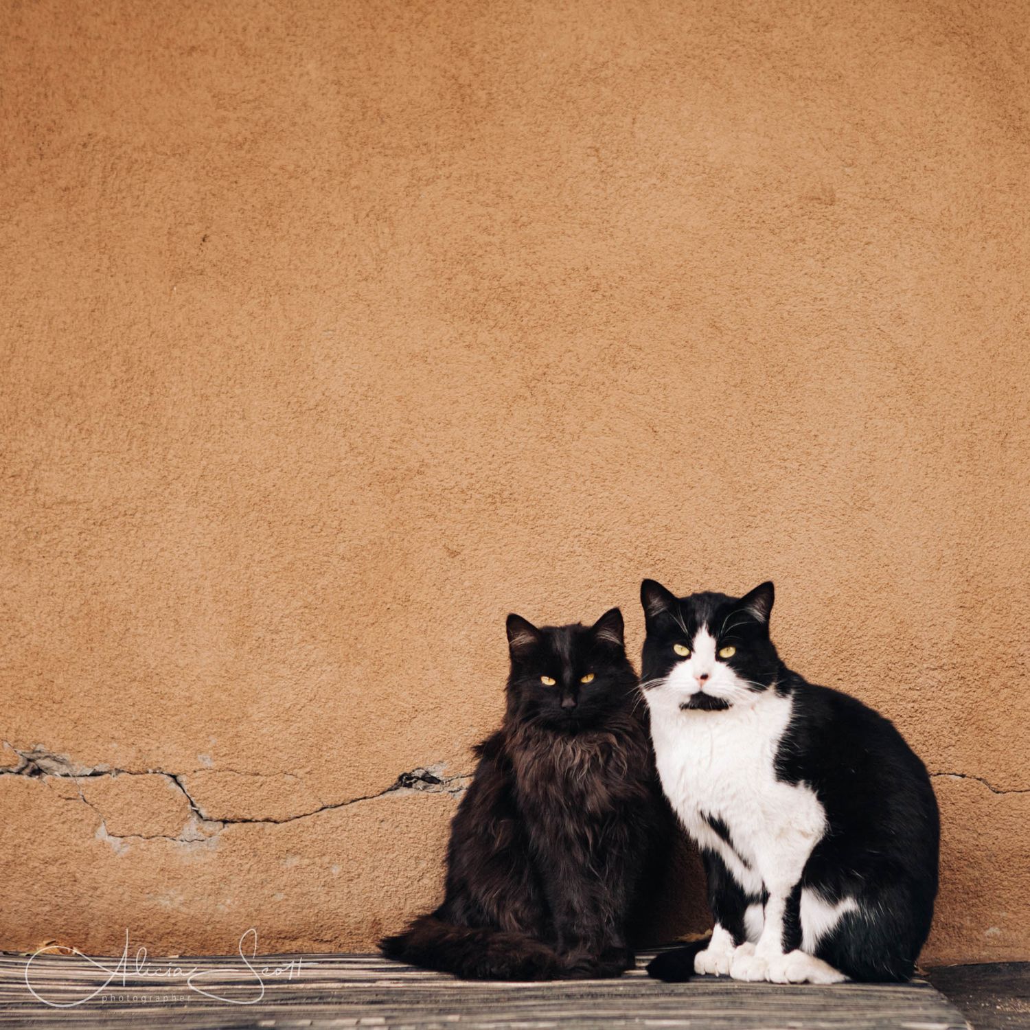 Two cats, one black fluffy and one black and white, sitting together against an adobe wall in Santa Fe, New Mexico, USA.