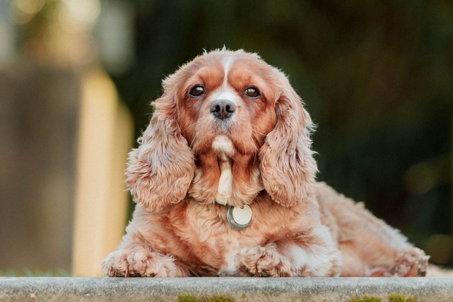 Happy Cavalier King Charles Spaniel with tongue out resting on steps.