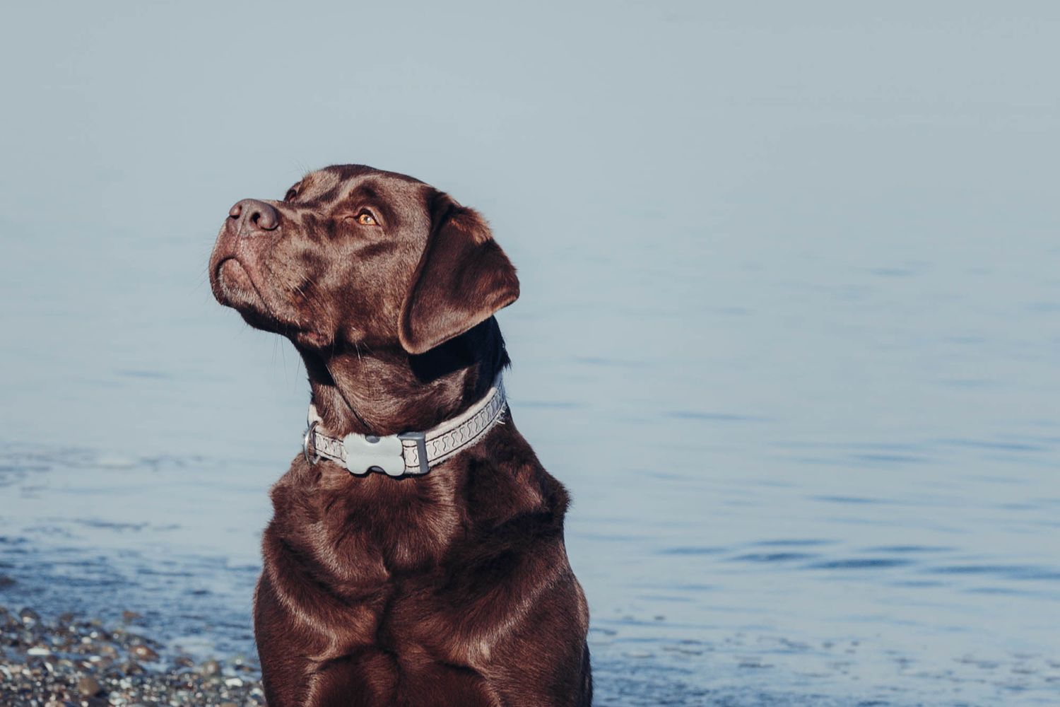 Chocolate Labrador retriever sitting by the water's edge on a sunny day.