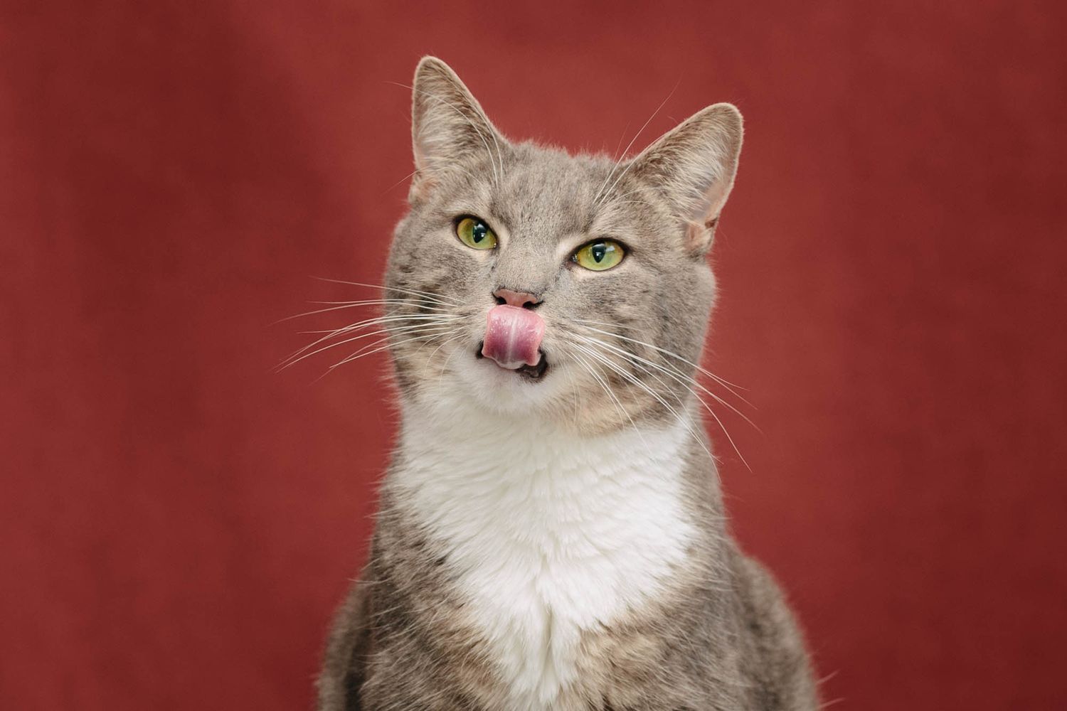 Light colored cat against a deep red background.