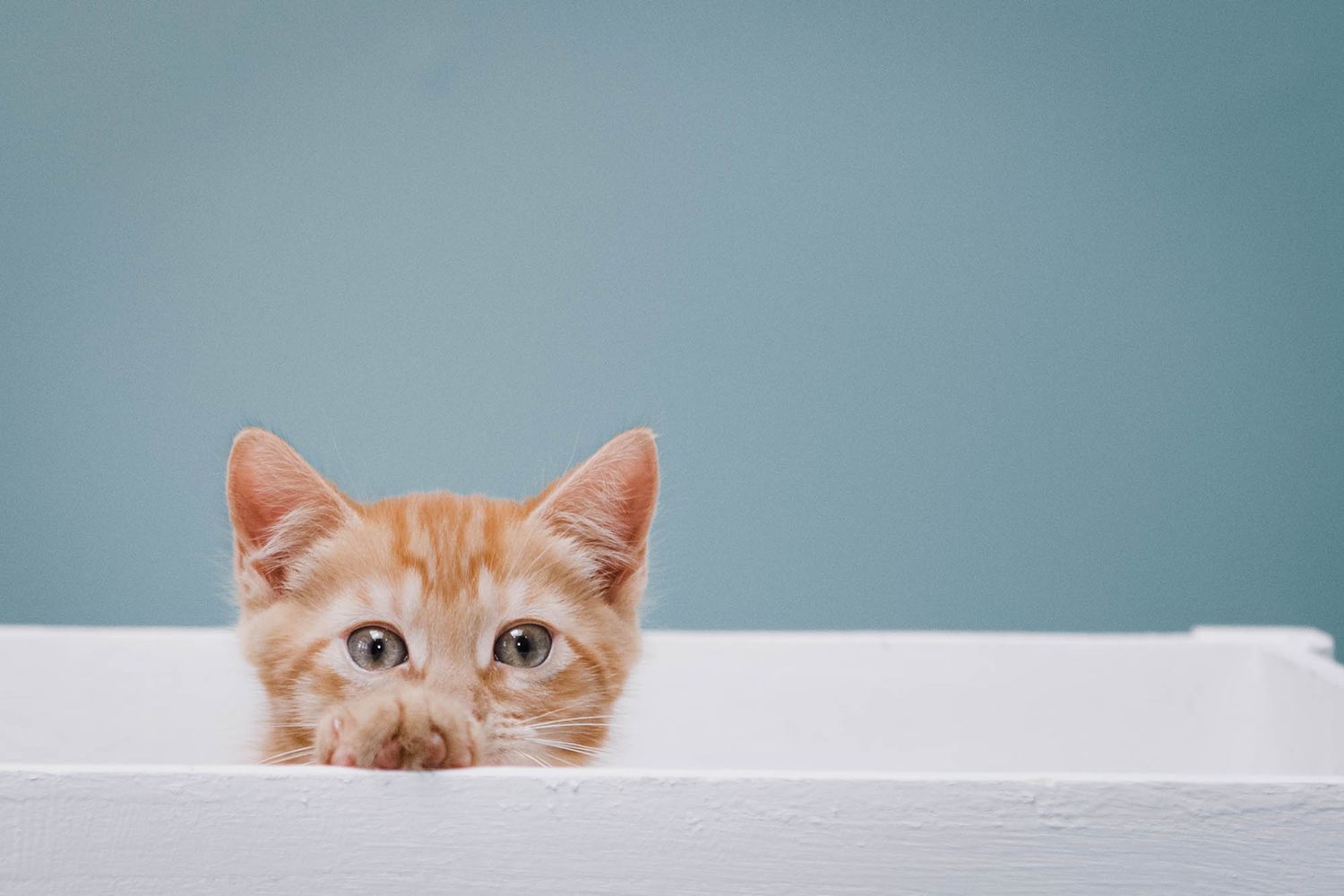 Peekaboo shot showing a ginger kitten peeking over a white surface against blue background.