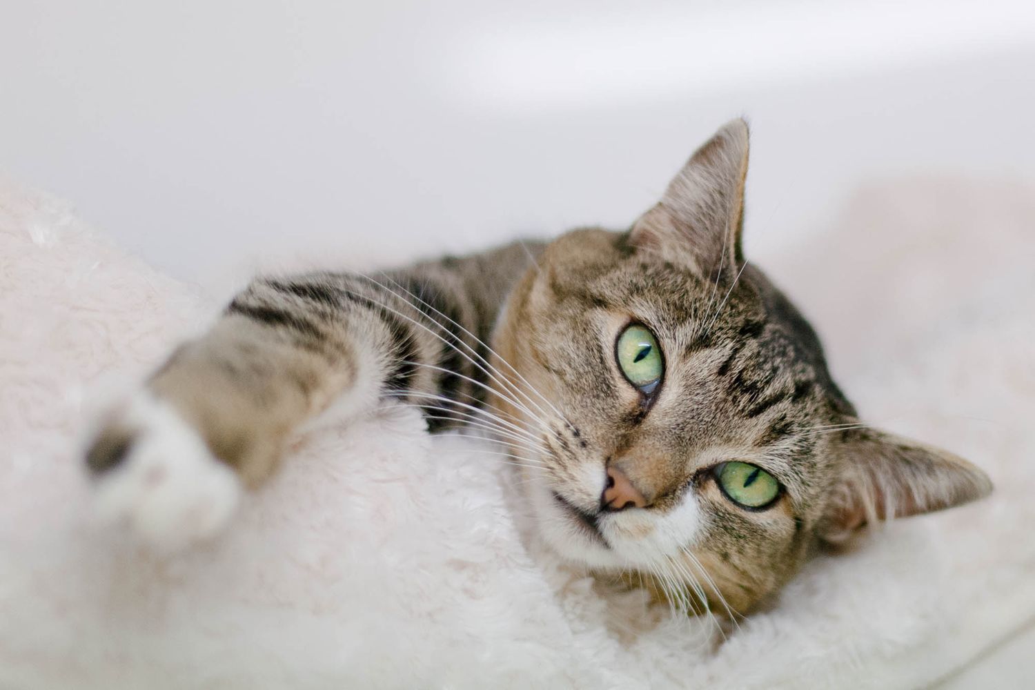 Tabby cat lying down and looking relaxed on white bedding.
