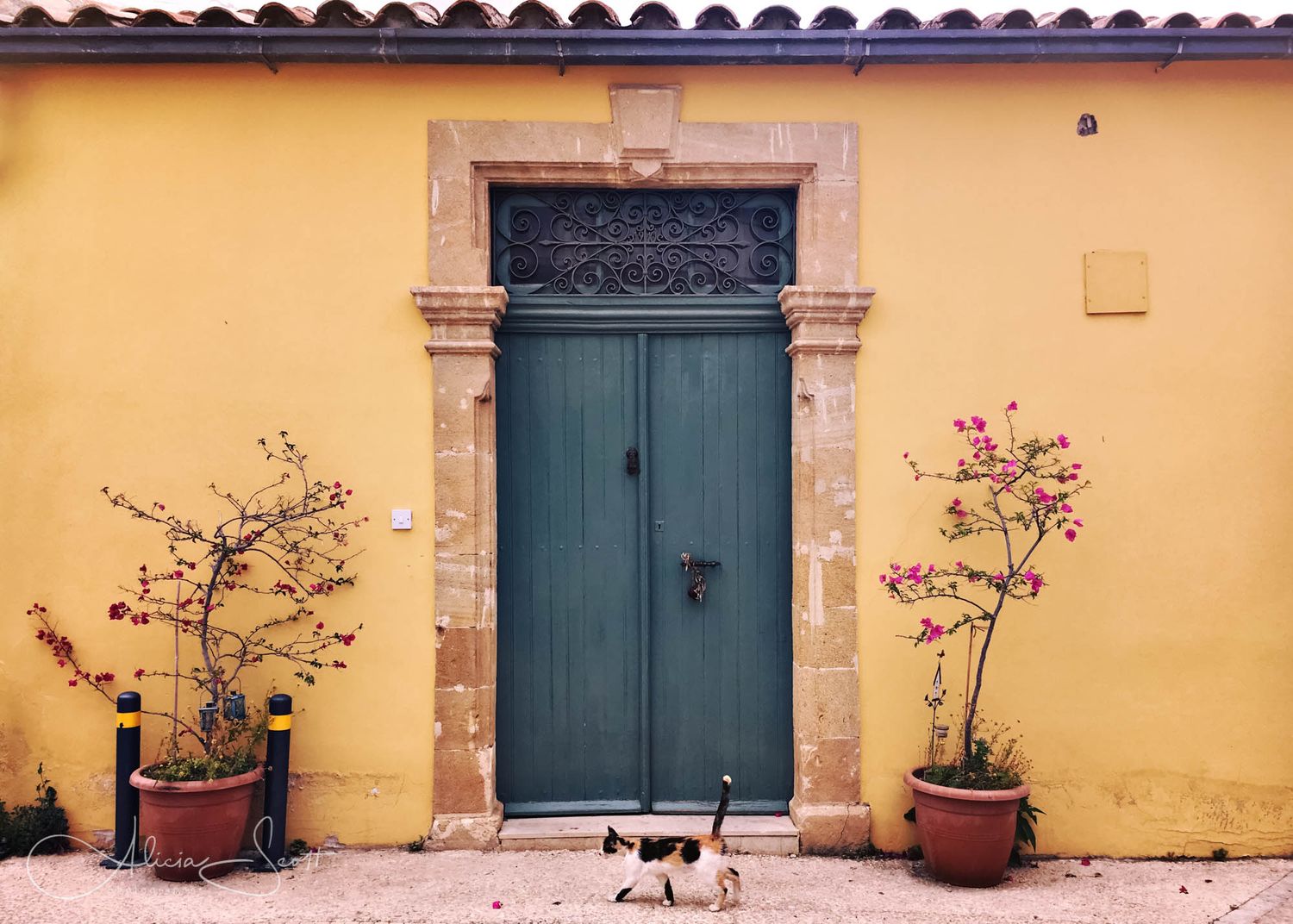 A cat wanders in front of a green double door on a yellow Mediterranean building flanked by potted flowering plants in Nicosia, Cyprus.