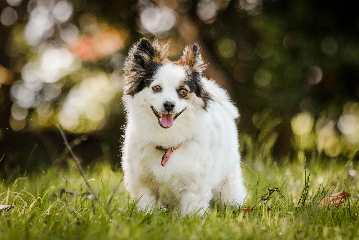 Brown and white dog running joyfully through sunny grass.