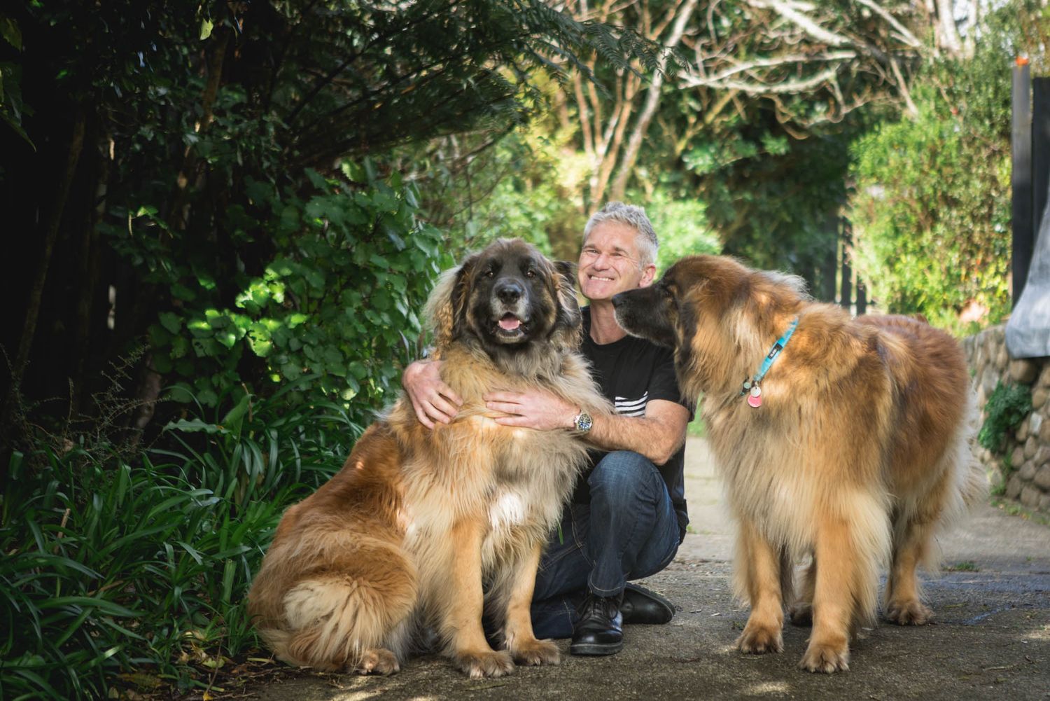 Large dogs and human friend posing together on a garden pathway.