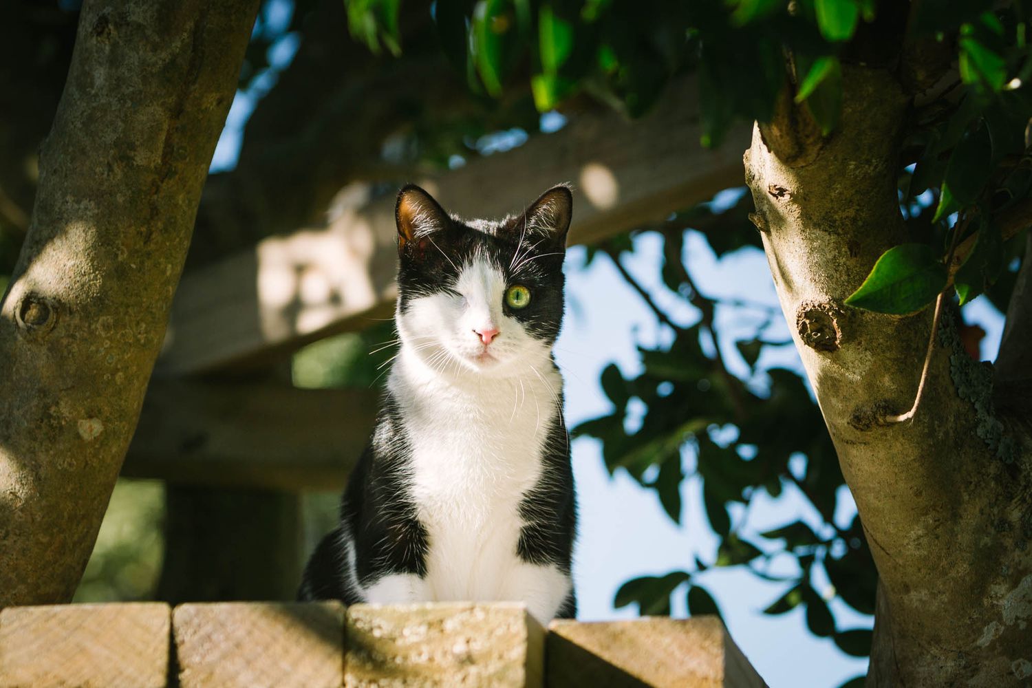White and black cat looking up while perched in tree branches.