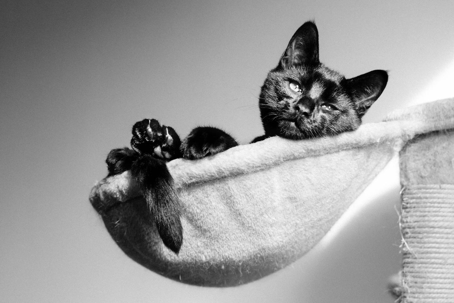 Black cat lounging in white hammock with minimalist aesthetic.