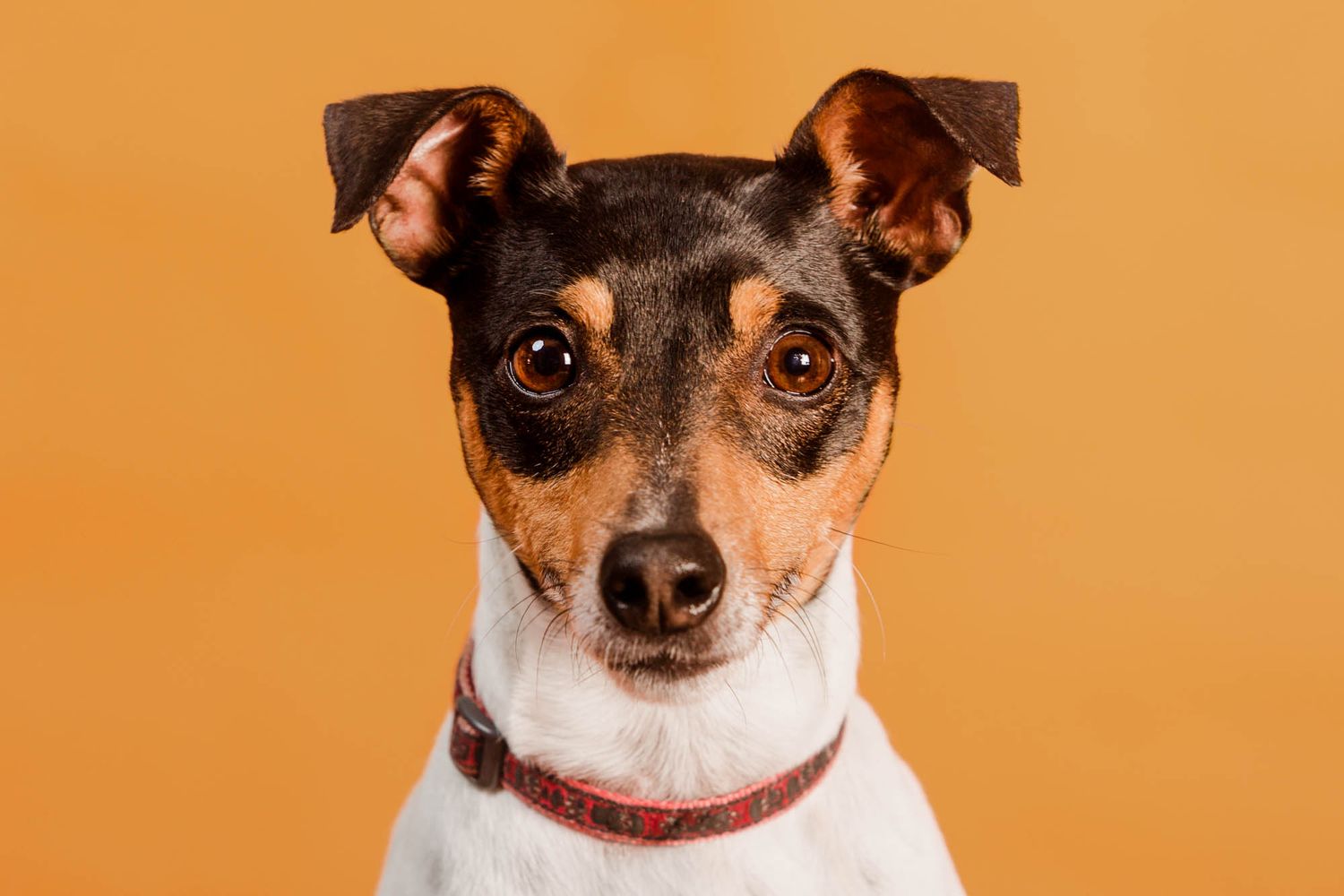 Close-up portrait of a Jack Russell Terrier against an orange background.