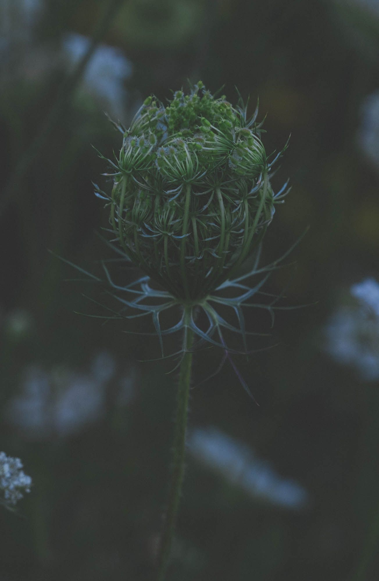 Close-up of Queen Anne's Lace flower heads with intricate lacy patterns.
