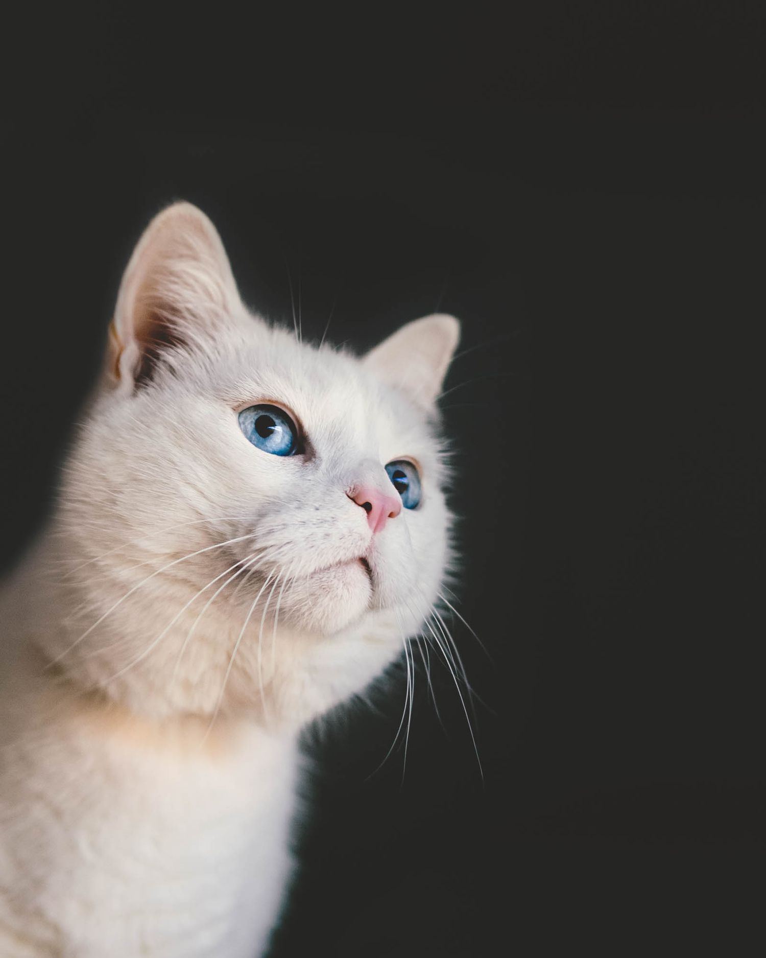 Close-up portrait of a white cat with striking blue eyes looking upward against a dark background.