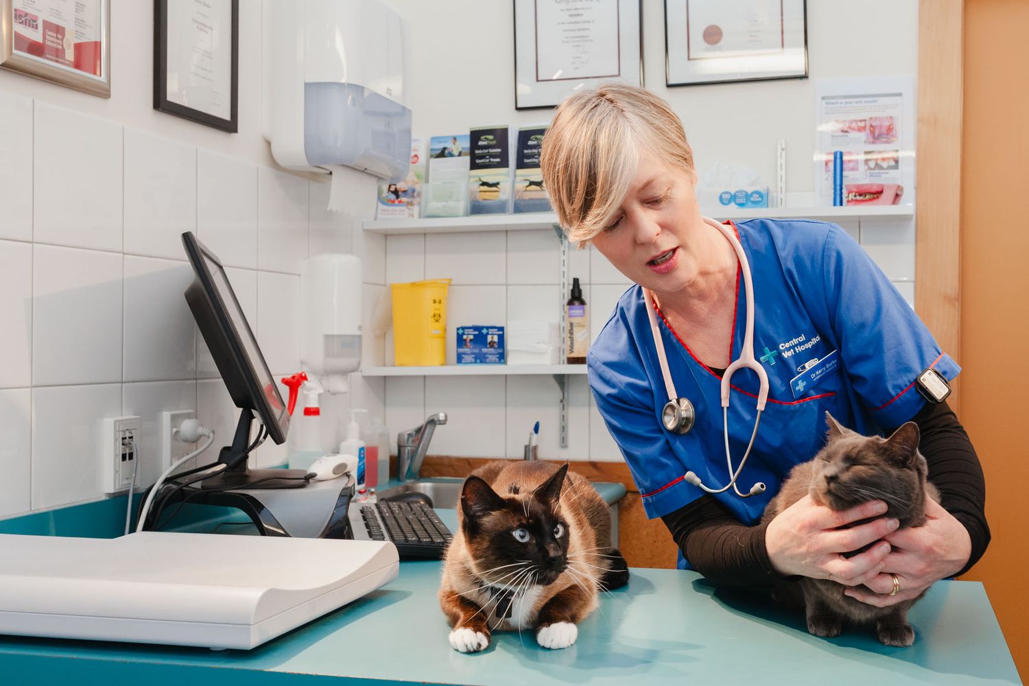 Central Vet Wellington staff examining small cats on examination table.