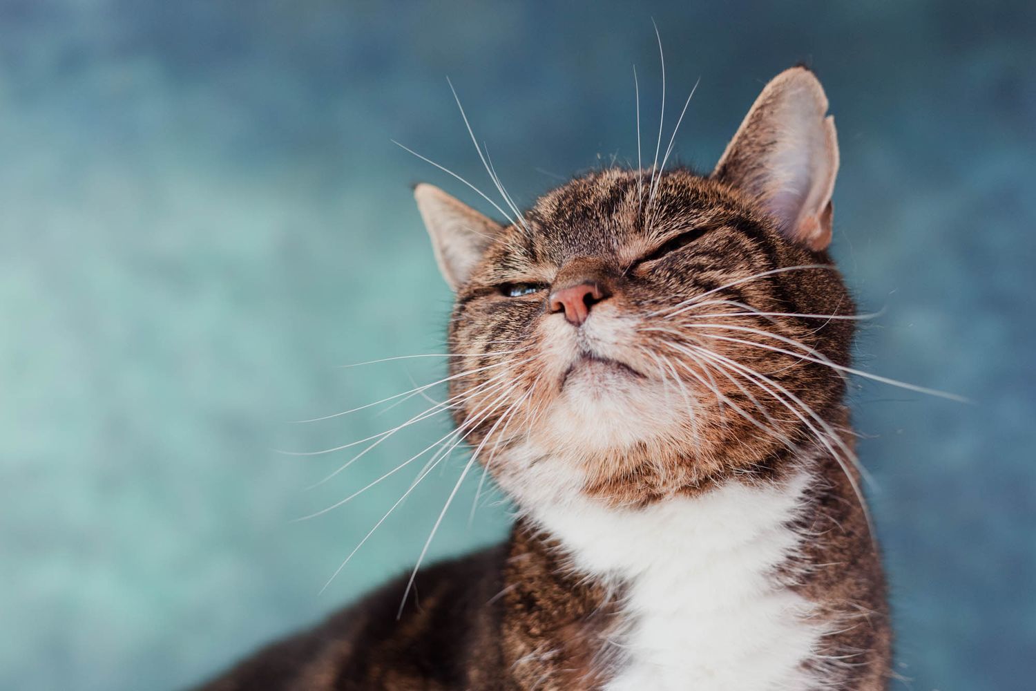Tabby cat resting with closed eyes against a blue-tinted background.