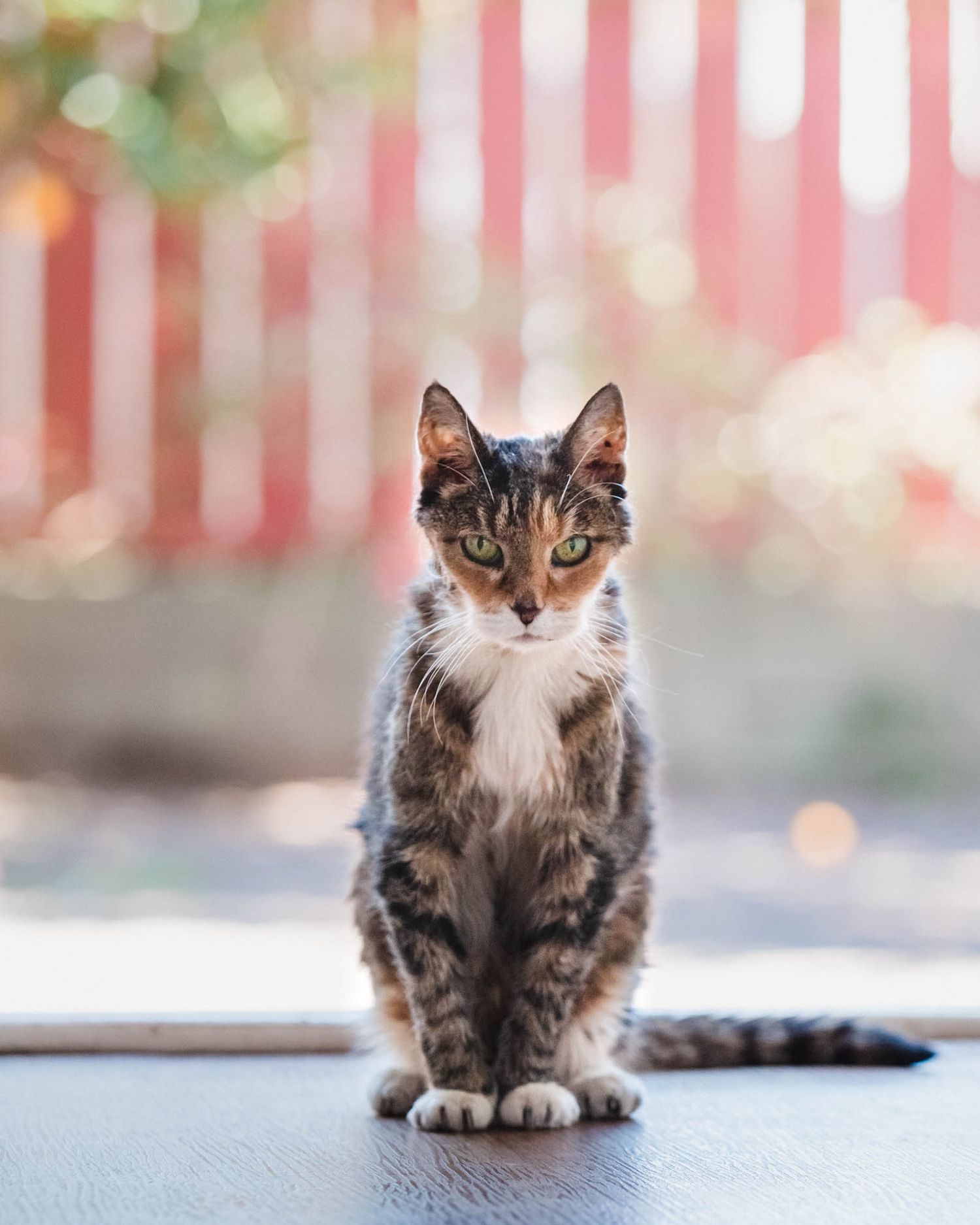 Senior cat sitting and posing against a striped background.