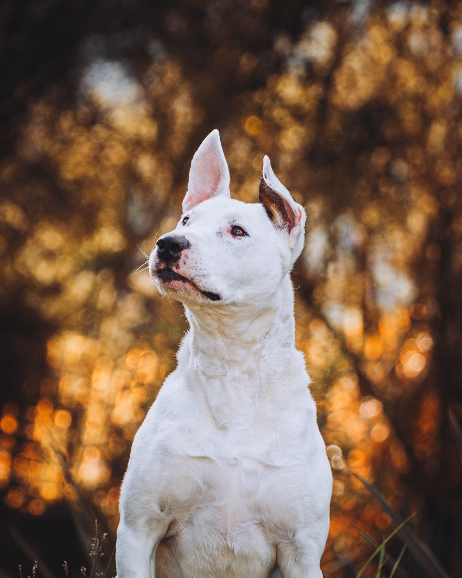 White bull terrier dog sitting outdoors against a warm autumn background with golden bokeh.