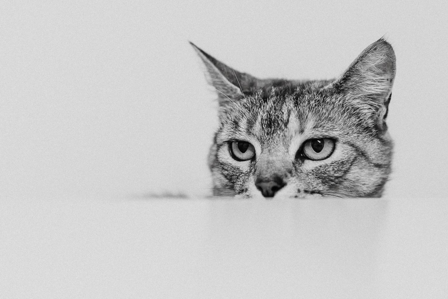 Close-up of cat eyes peeking through frame in black and white.