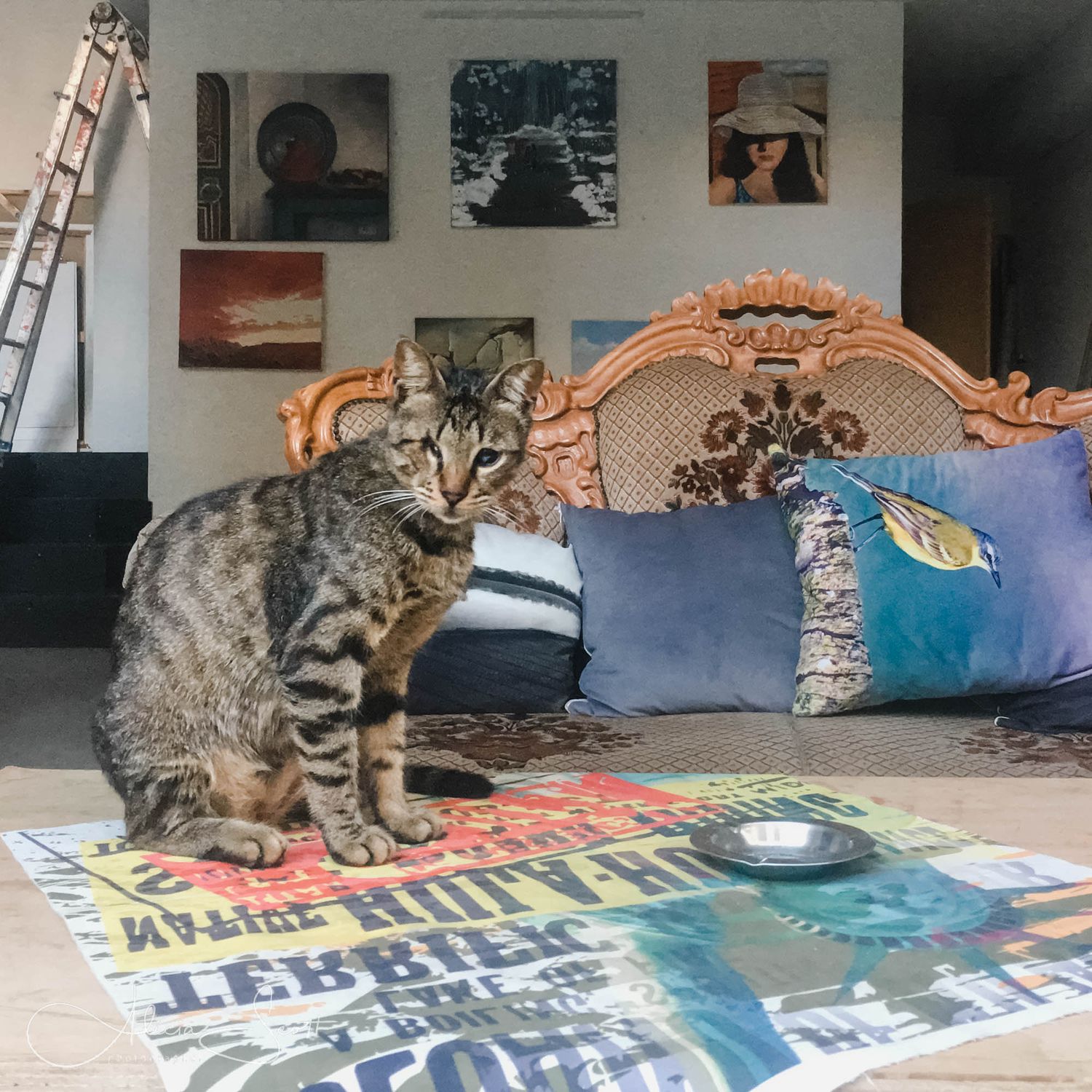A one-eyed tabby cat sits on a colorful mat beside a ornate sofa with blue pillows in an art gallery in Haifa, Israel.
