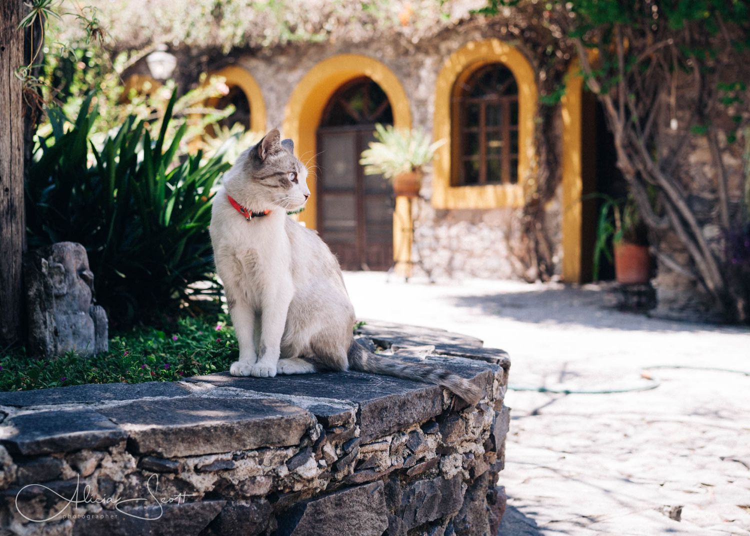 A white and gray cat with a red collar sits on a stone wall outside a charming Mexican-style building in San Miguel de Allende.
