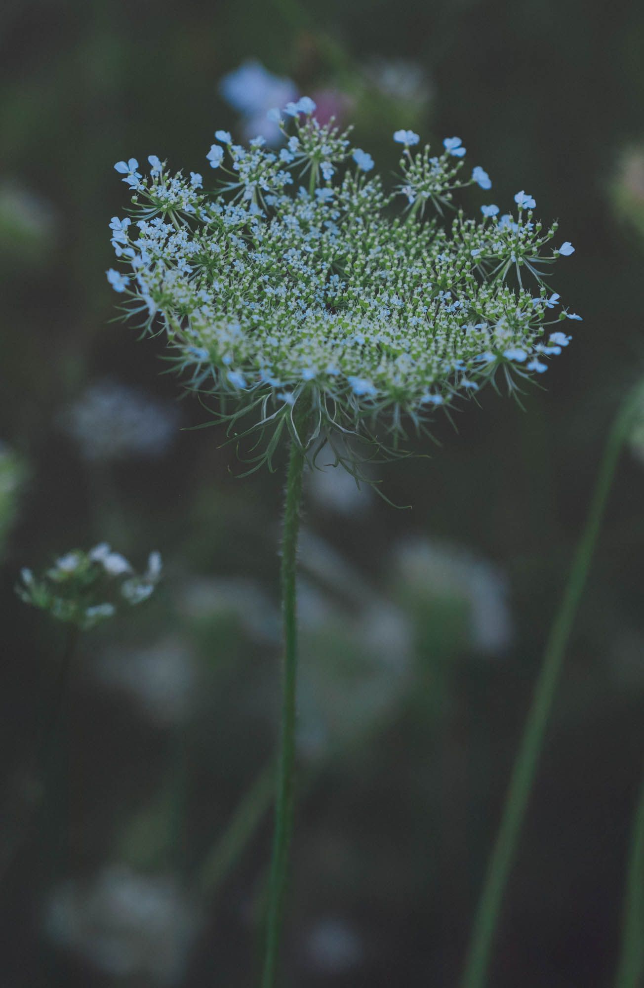 Queen Anne's Lace wildflowers with delicate white petals in soft focus.